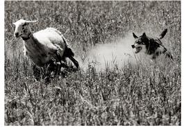 Un sueño con perros y ovejas