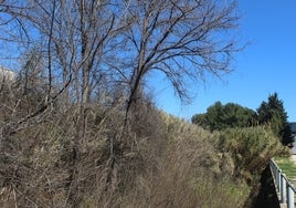 Barranco de Palmera a su paso por L'Alqueria de la Comtessa.