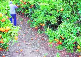 Un campo valenciano con naranjas.