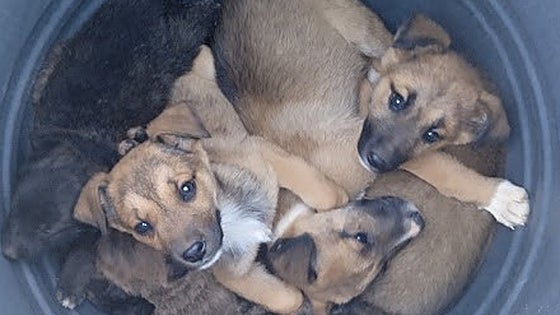 Abandona a siete cachorros de perro en un contenedor en Almoines