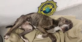 El perro abandonado se encuentra en dependencias de la Policía Local.