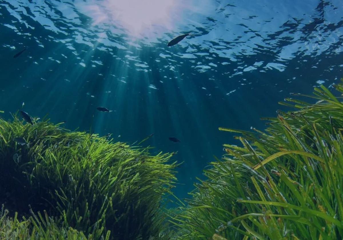 Oceanus: ocio y ciencia del mar para todos