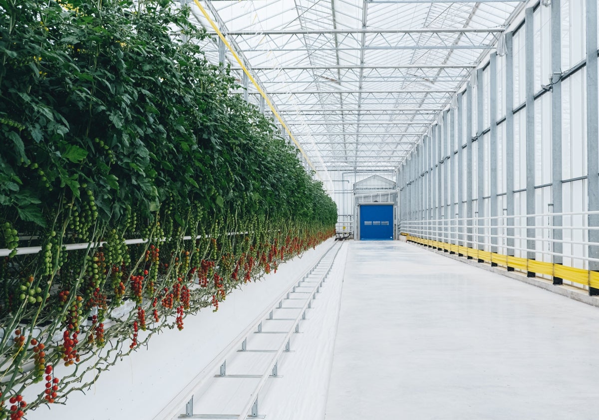 Imagen principal - Sobre estas líneas, Rafael y Elena Lis, con uno de sus tomates; arriba, dos imágenes de su planta de Alicante.