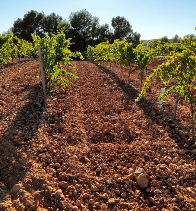 Viñedo biodinámico.