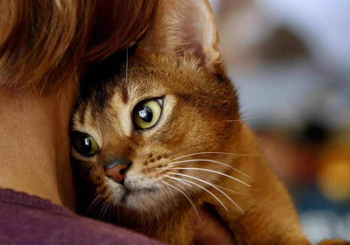 ¿Por qué los gatos no se acercan a algunas personas?