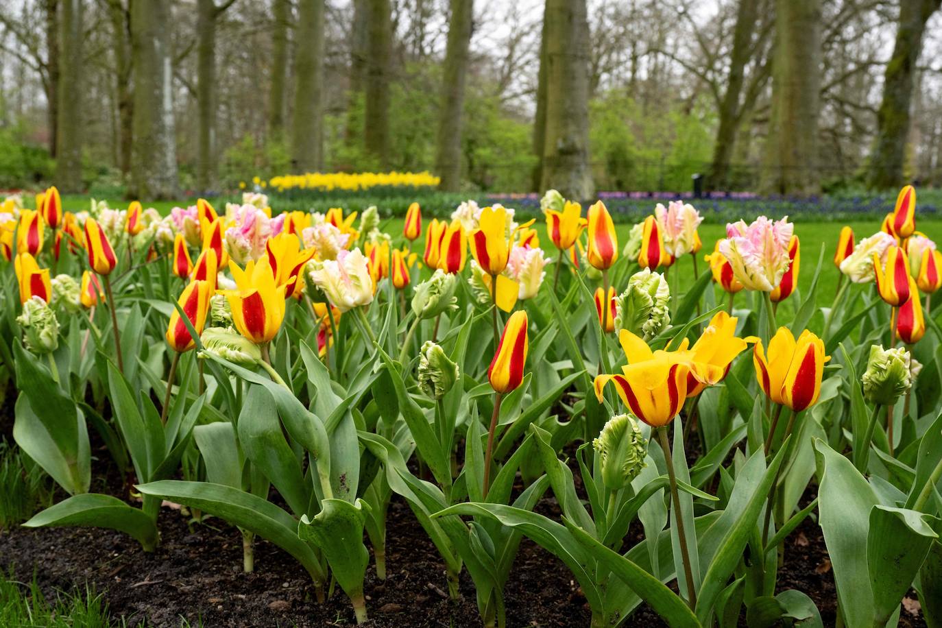 El mayor jardín de tulipanes del mundo abre sus puertas en primavera