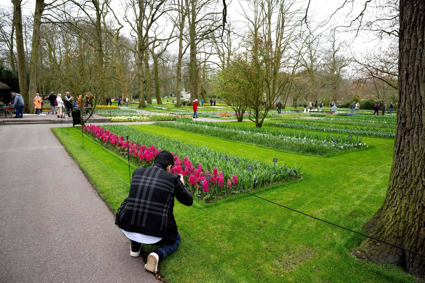 El mayor jardín de tulipanes del mundo abre sus puertas en primavera