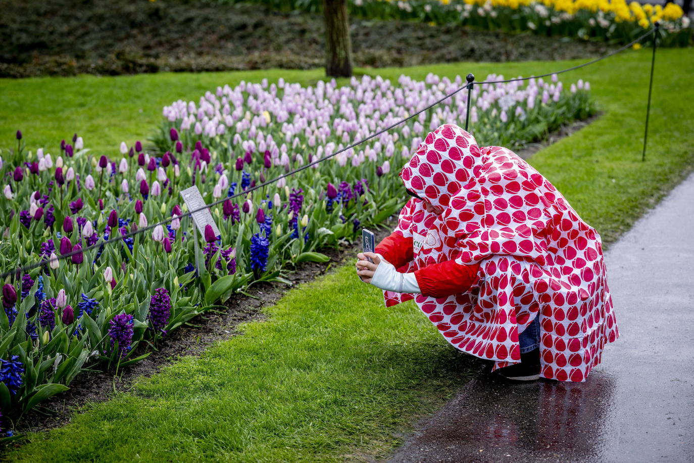 El mayor jardín de tulipanes del mundo abre sus puertas en primavera