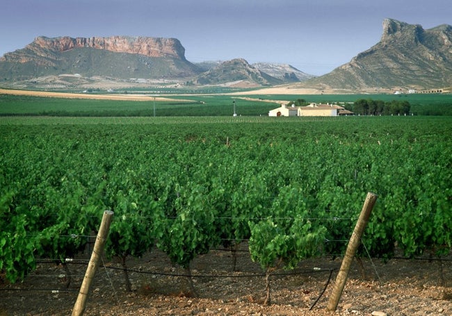 Finca la Solana de Jumilla.