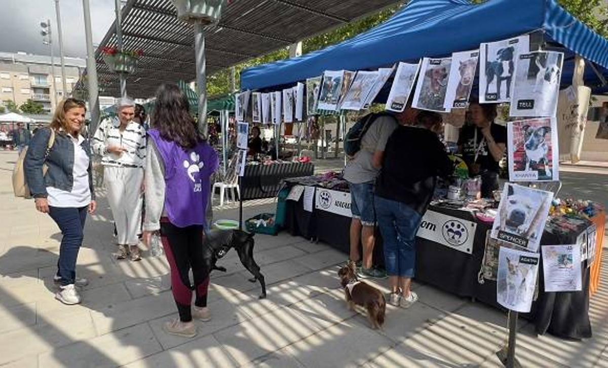Adopta un perro o un gato en el Festival de la Adopción de Benicàssim
