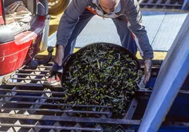 Pequeños propietarios de olivos llevan sus olivas a la almazara.