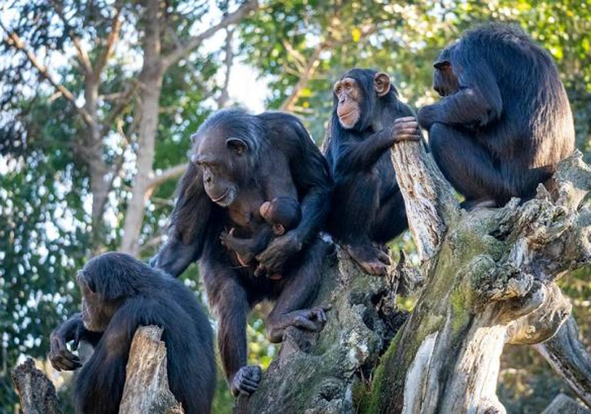 BIOPARC Valencia
