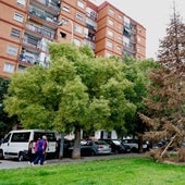 El abeto que Vox compró por Navidad para la plaza de la Reina de Valencia se seca cuatro meses después