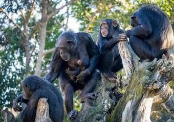 Crías de elefante y chimpancé, especies únicas, actividades gratuitas y más horas en BIOPARC Valencia