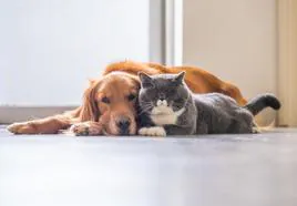 ¿Es mejor dormir con tu pareja, con tu perro o con tu gato?: Un estudio desvela la respuesta