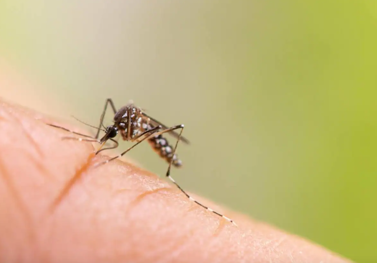 El truco infalible para evitar los mosquitos en casa