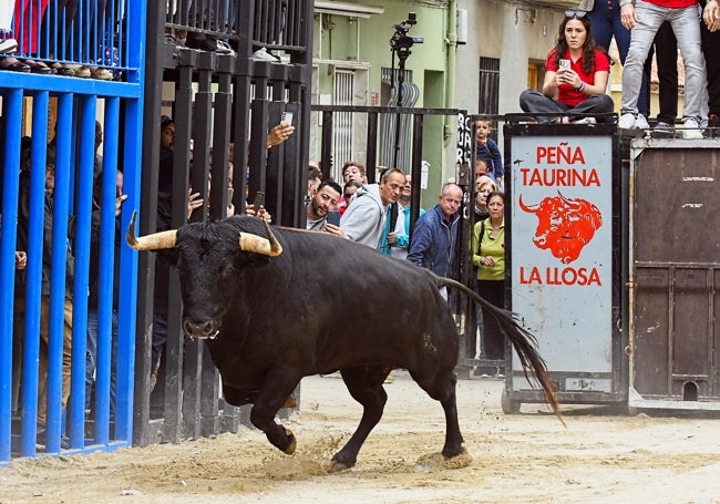 TRAPÍO EN LA LLOSA. La Peña Taurina de La Llosa apostó solo por un toro. La pena es que se lastimara al salir.