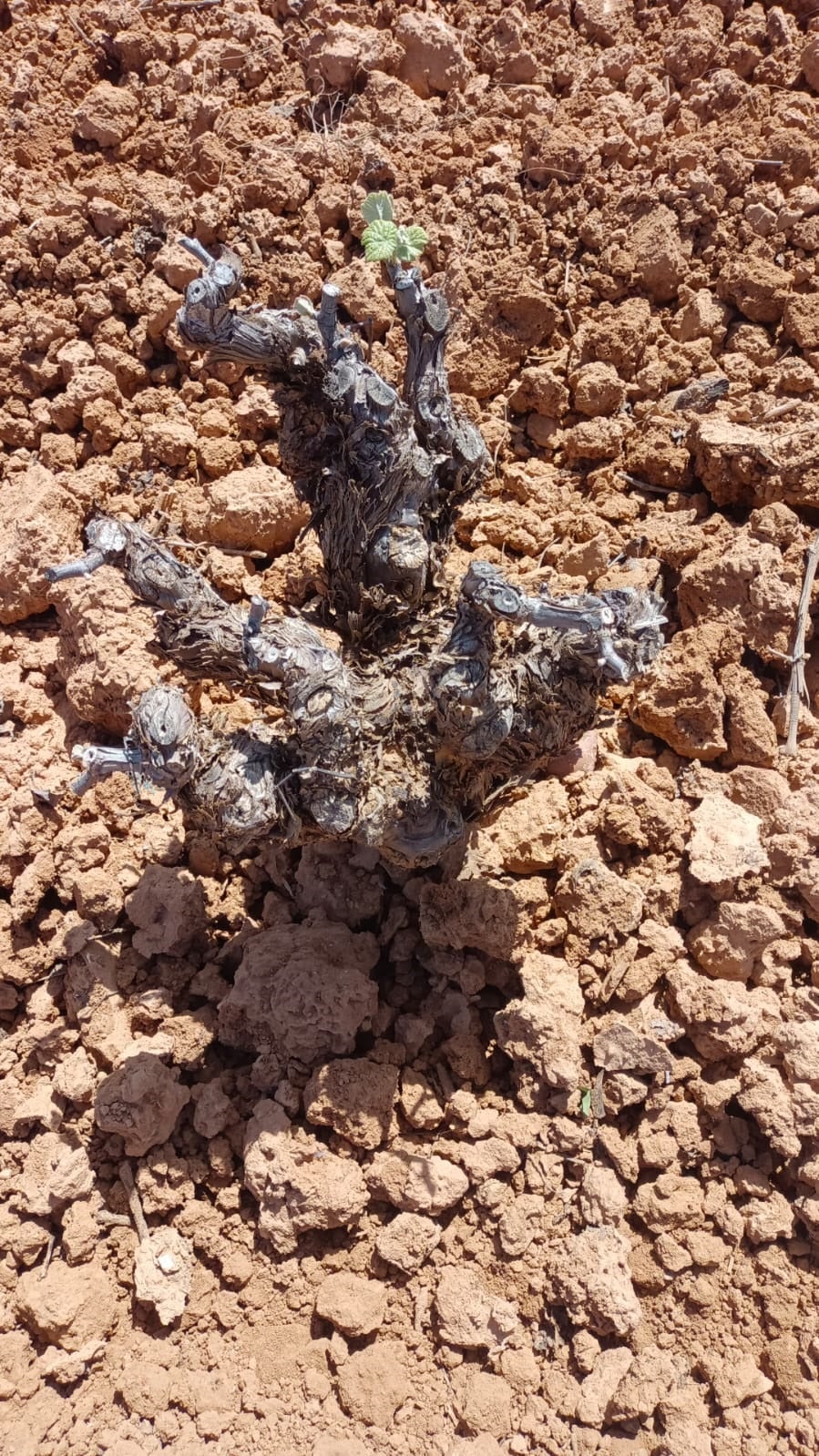 Viña seca en un campo de Requena.