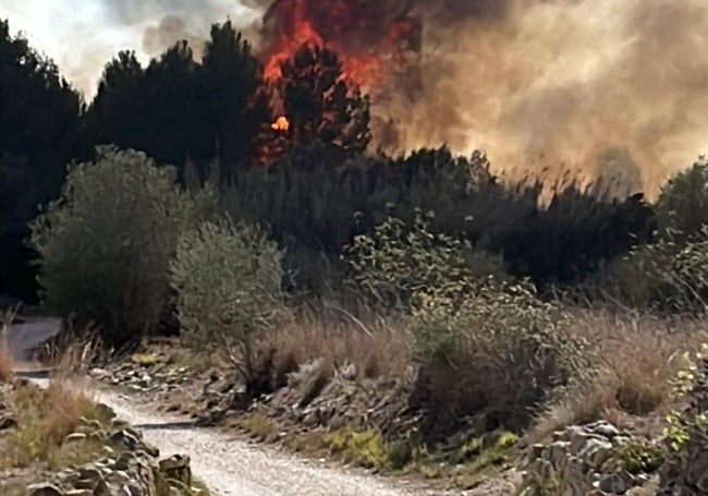 El fuego arrasa una zona de matorrales y cañas junto a un camino.