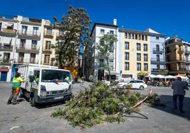 Cae un árbol en la plaza del Mercado de Valencia