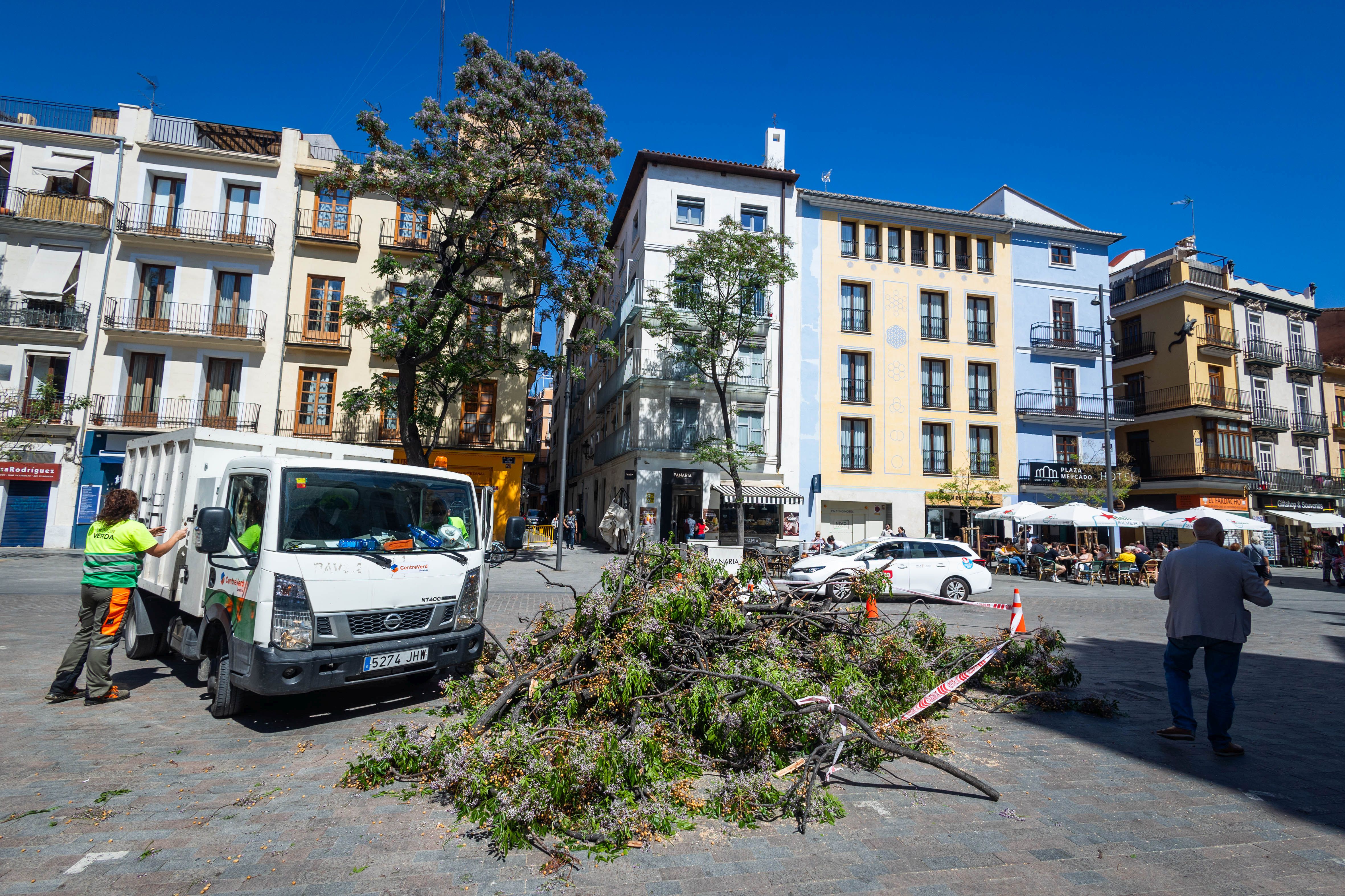 Cae un árbol en la plaza del Mercado de Valencia