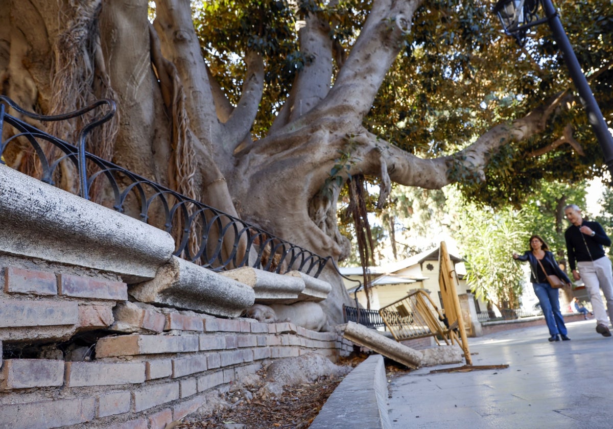 El pretil del Parterre, dañado por el ficus, este miércoles.