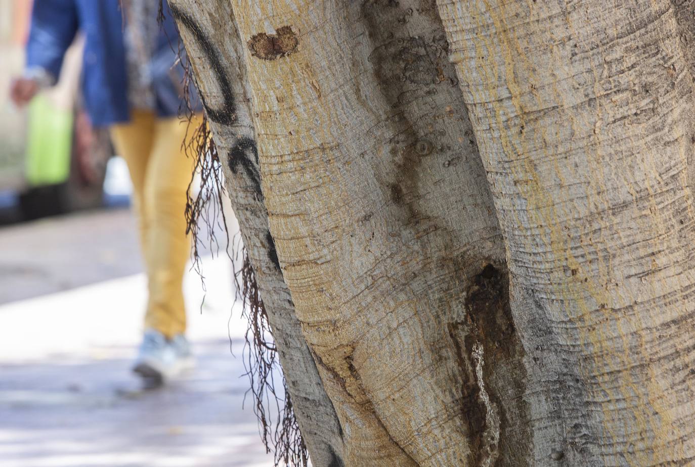 Fotos del envenenamiento del ficus de la plaza de España de Valencia