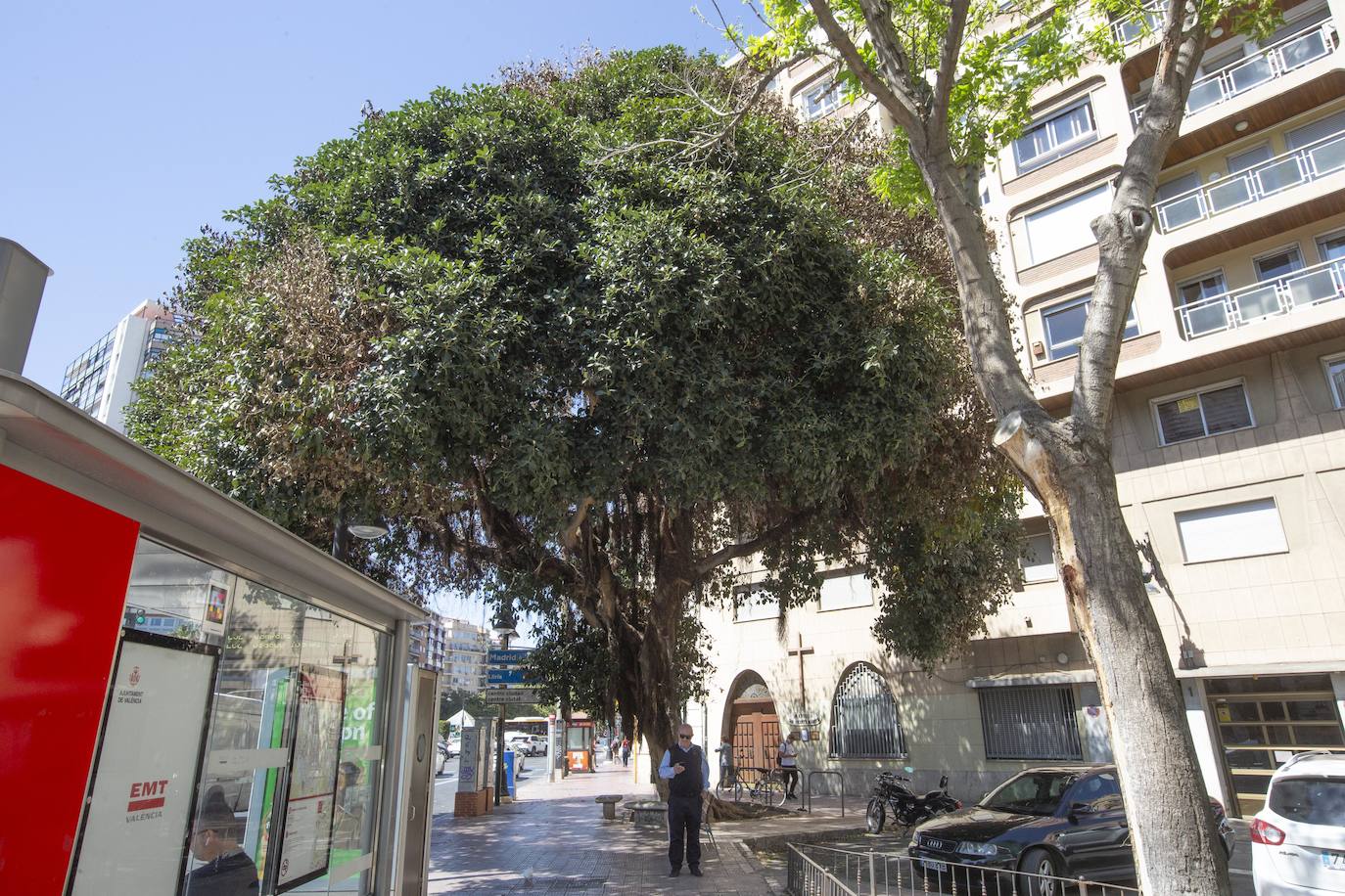 Fotos del envenenamiento del ficus de la plaza de España de Valencia