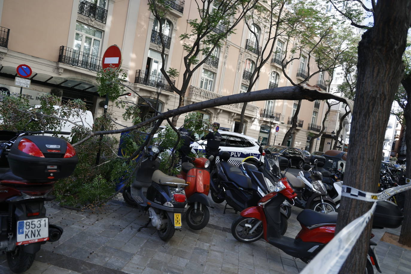 Cae una rama en la calle Poeta Querol de Valencia
