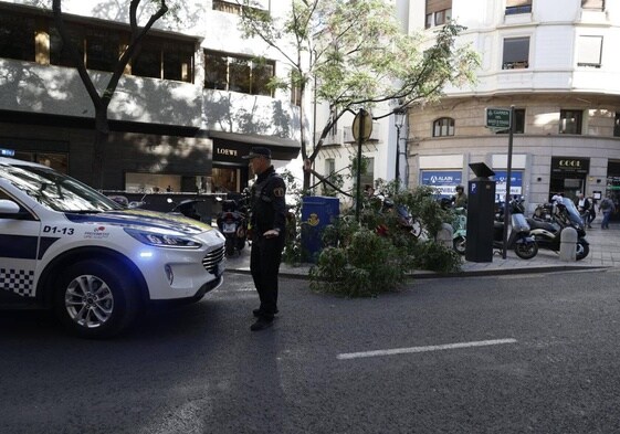 Cae una rama en la calle Poeta Querol de Valencia