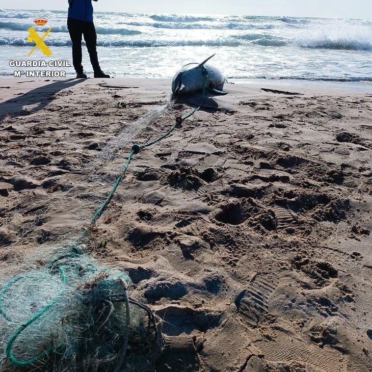 Delfín en la playa de El Perelló.