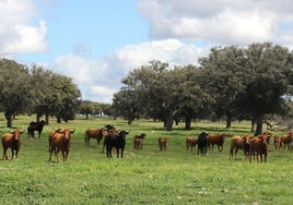 Vacas en El Castañar.