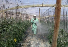 Un agricultor rocía con caldo insectivida una plantación de tomateras en invernadero.