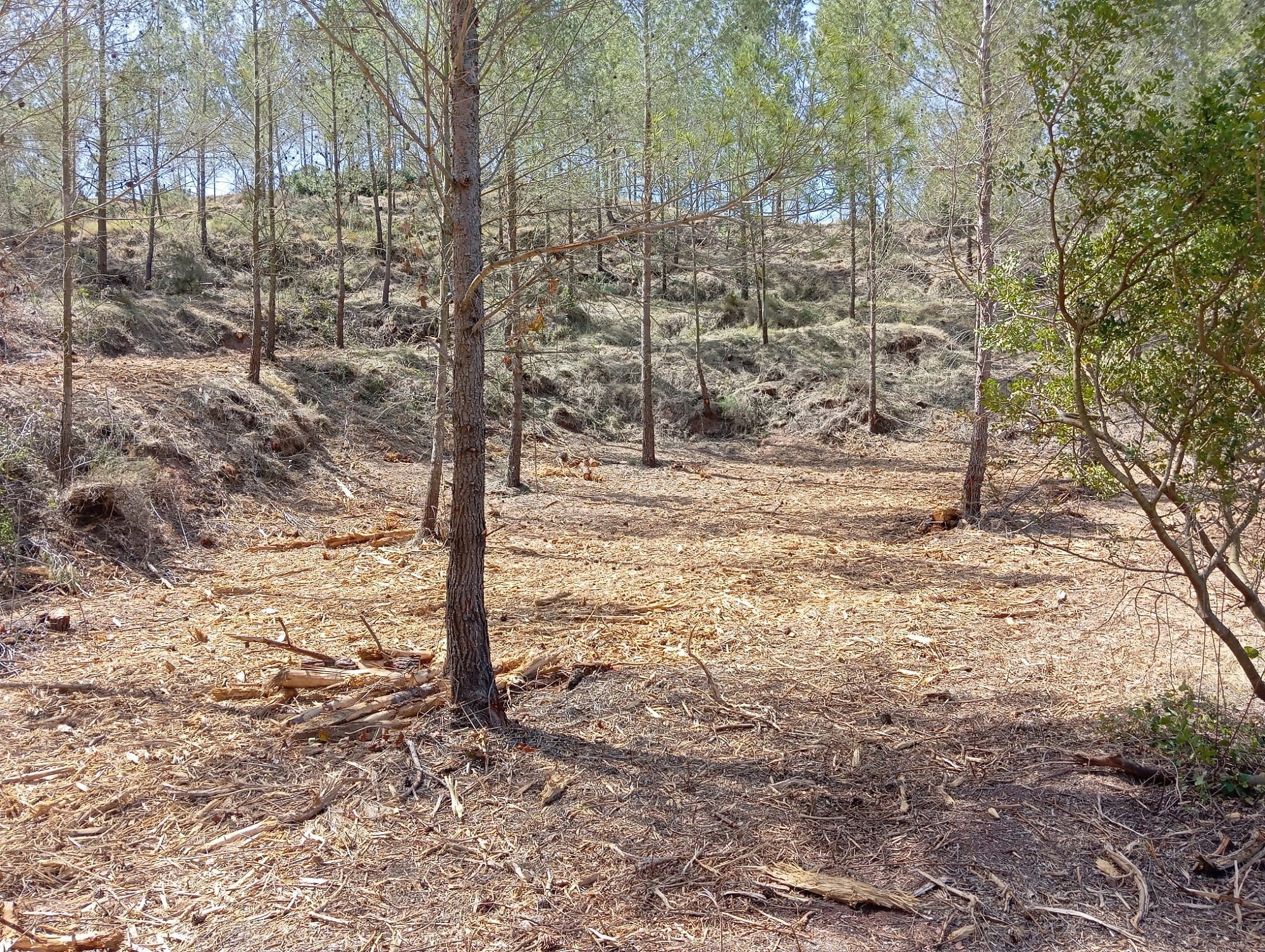 Estado en que ha quedado la zona tras la eliminación de masa forestal.