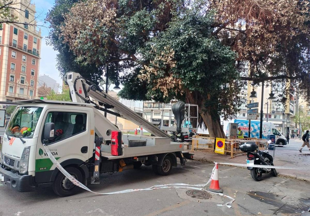 Fotos de la poda del ficus de la plaza de España