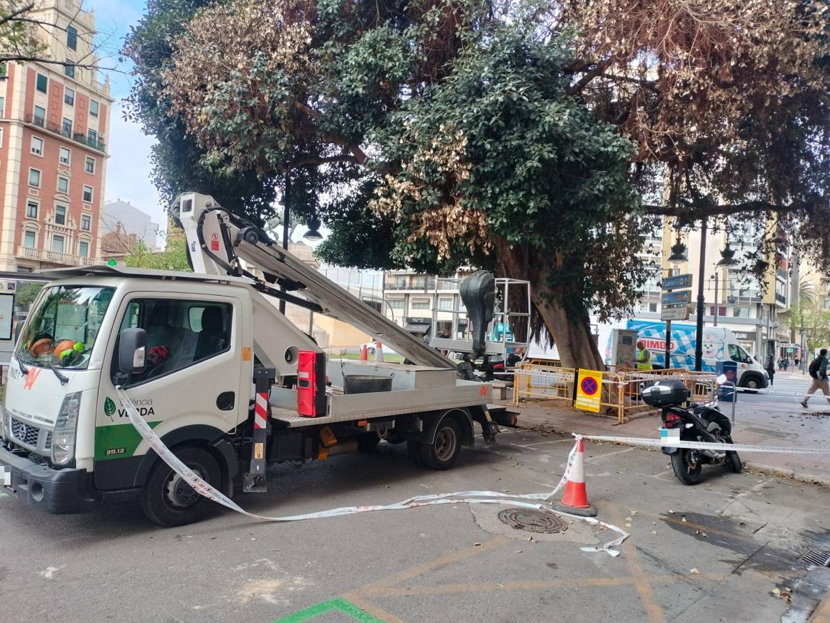 Fotos de la poda del ficus de la plaza de España