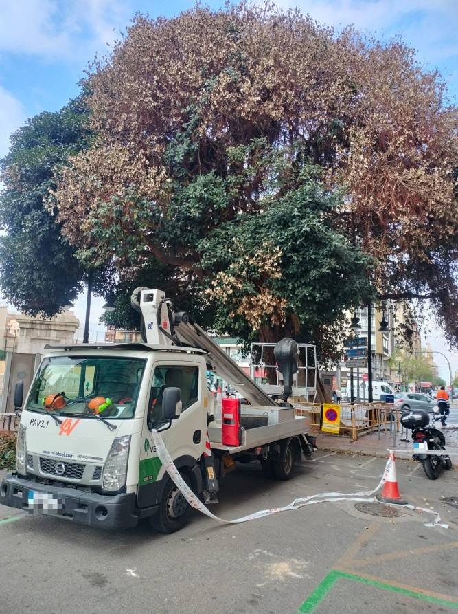 Fotos de la poda del ficus de la plaza de España