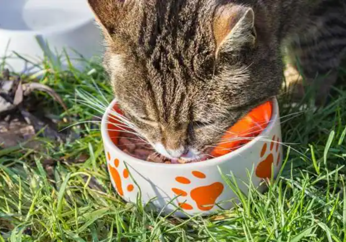 Las frutas y verduras que pueden comer los gatos, según los expertos