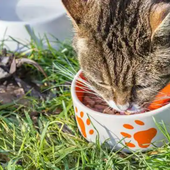 Las frutas y verduras que pueden comer los gatos, según los expertos