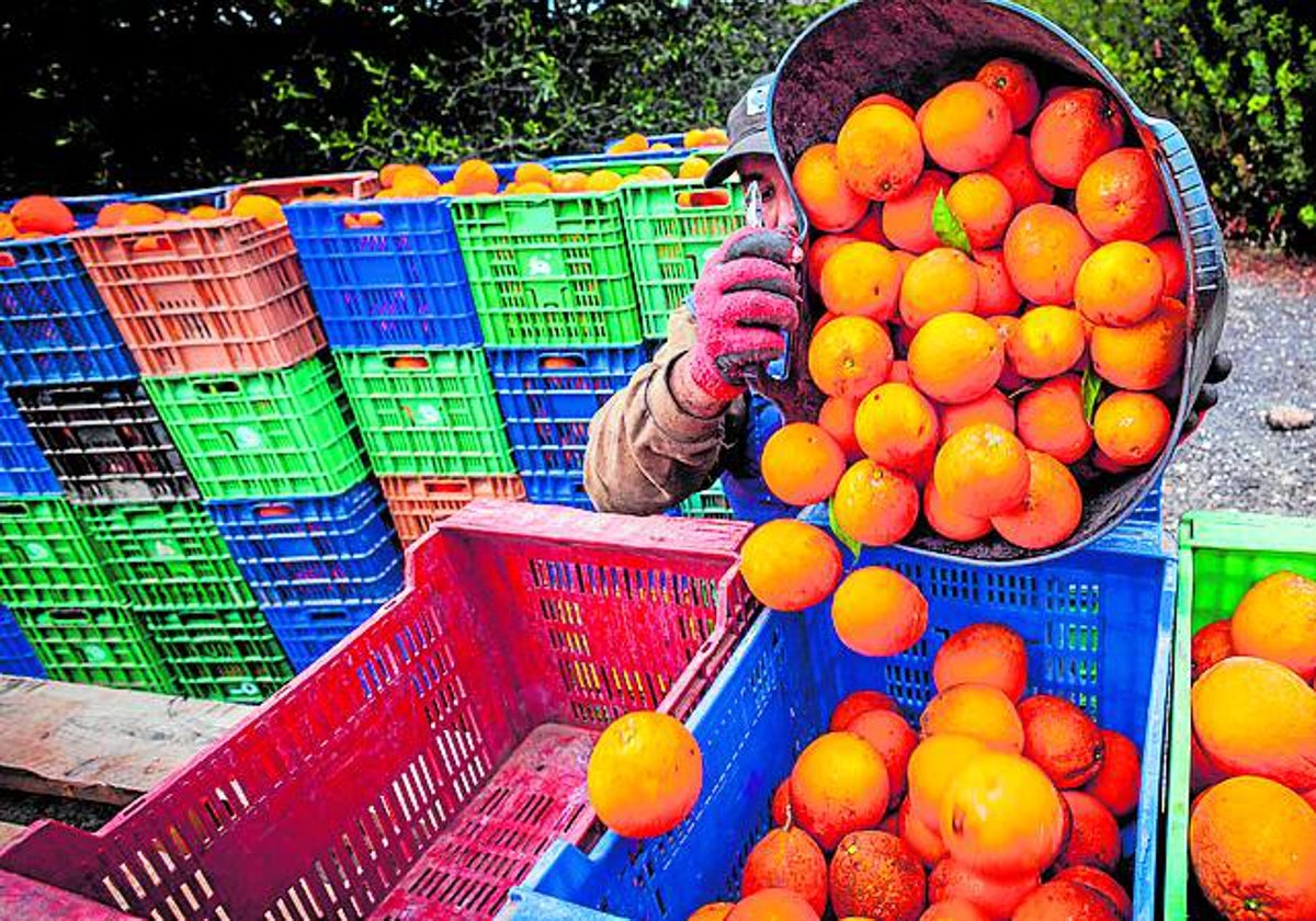 Recogida de naranjas en la Comunitat Valenciana.