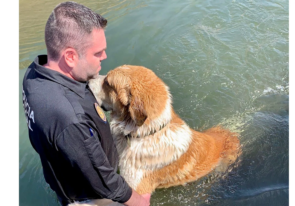 Un policía local de Vinalesa salva a dos perros en la acequia Real de  Moncada | Las Provincias