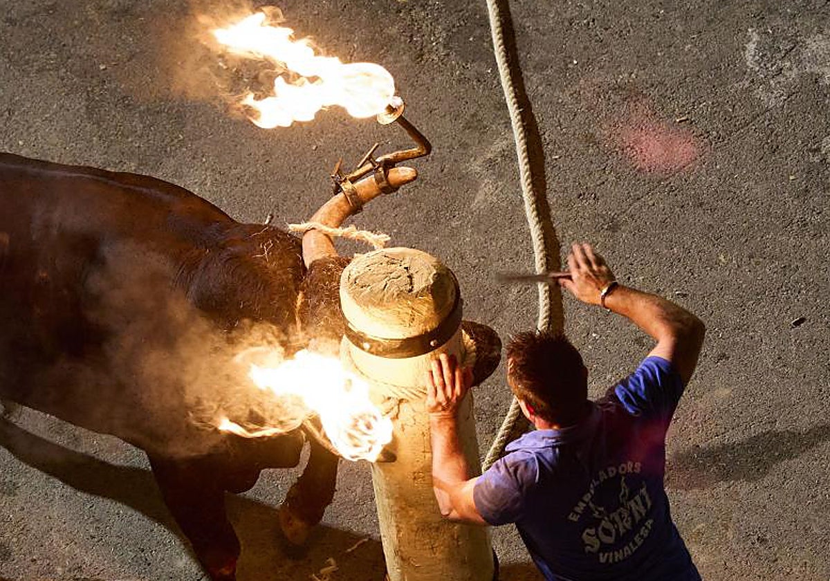 Encierro de bous al carrer en Carpesa el pasado verano.