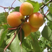 La fruta más rica en betacaroteno que protege la piel y ayuda a mantener el bronceado