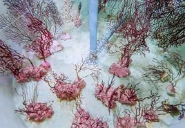Corales procedentes de Castelló que han ingresado en el Oceanogràfic.