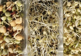 Alerta alimentaria por presencia de salmonella en unos brotes germinados de alfalfa