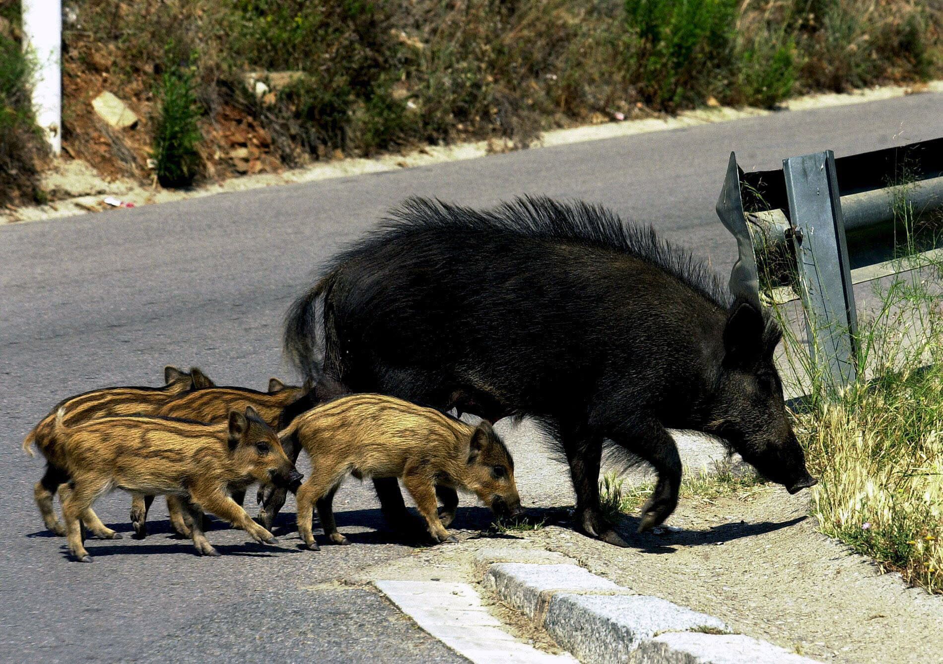 Jabalíes cruzan una carretera.