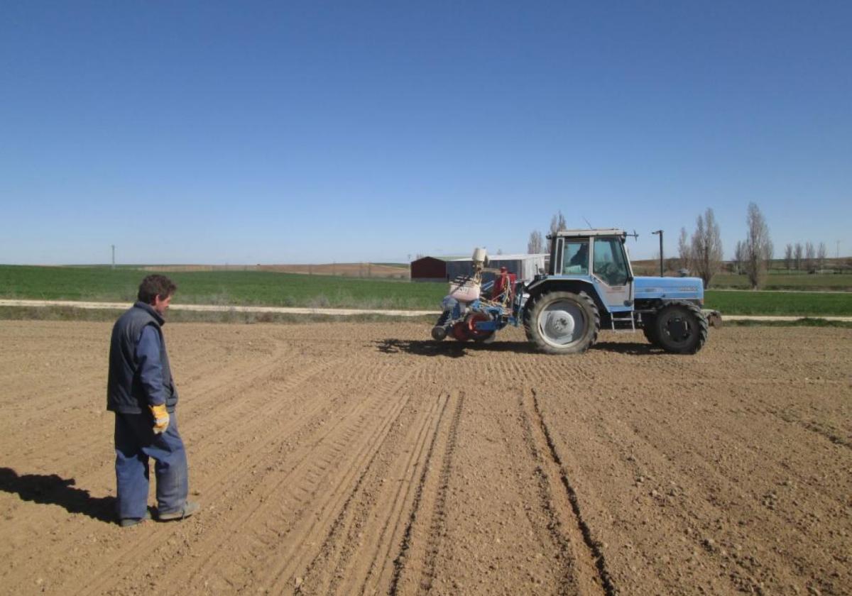 Un agricultor examina el terreno en una parcela que prepara para su posterior plantación.