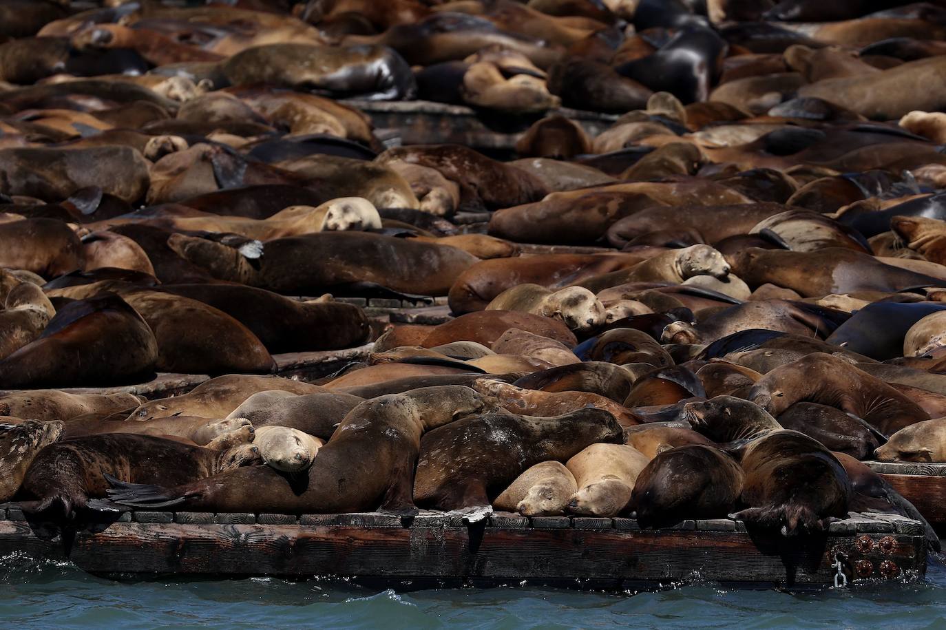 Los leones marinos, los reyes del Muelle 39 de San Francisco