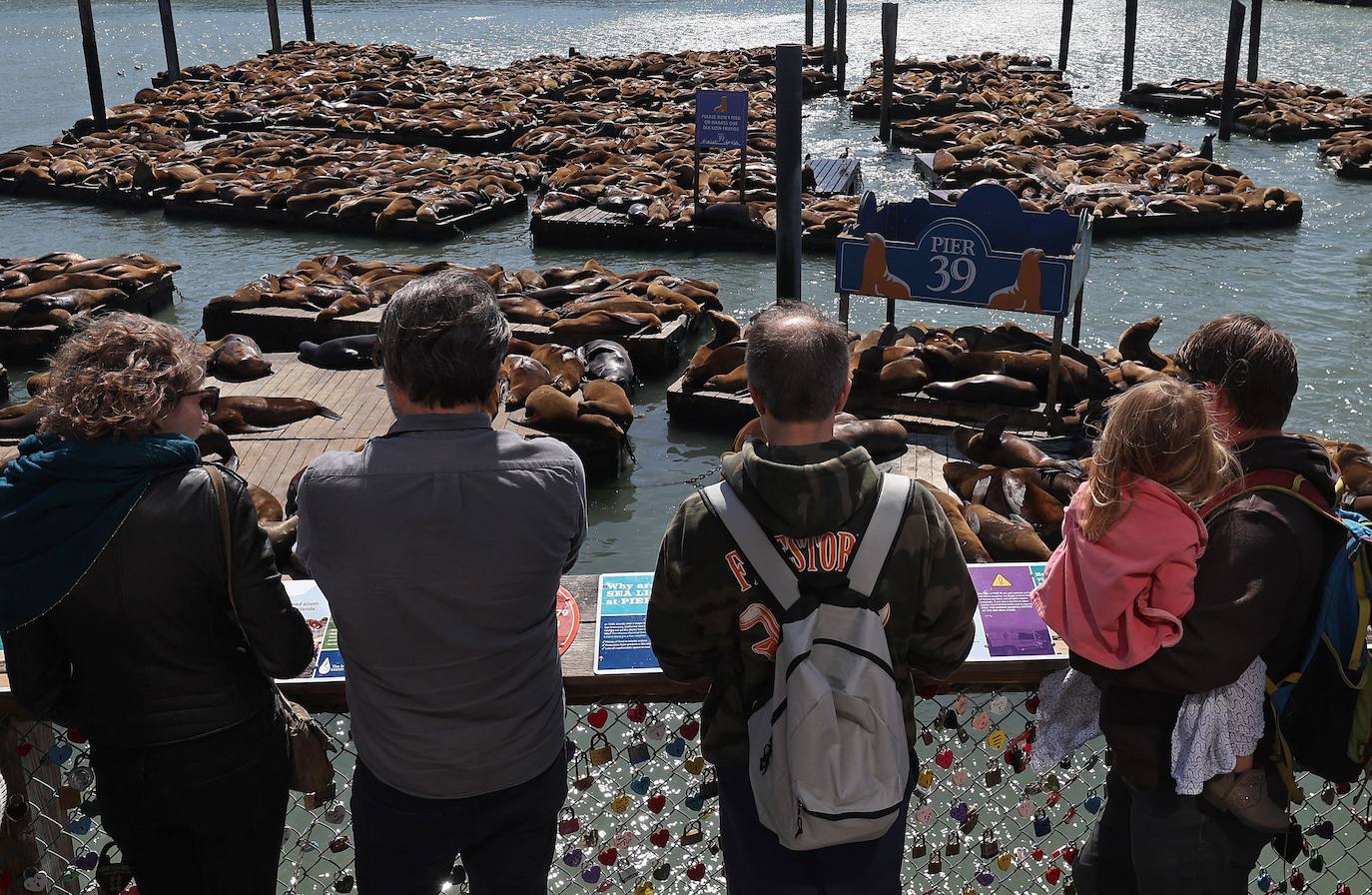 Los leones marinos, los reyes del Muelle 39 de San Francisco