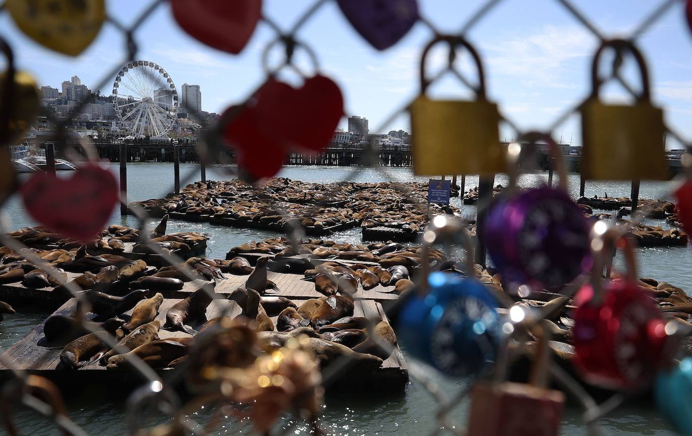 Los leones marinos, los reyes del Muelle 39 de San Francisco